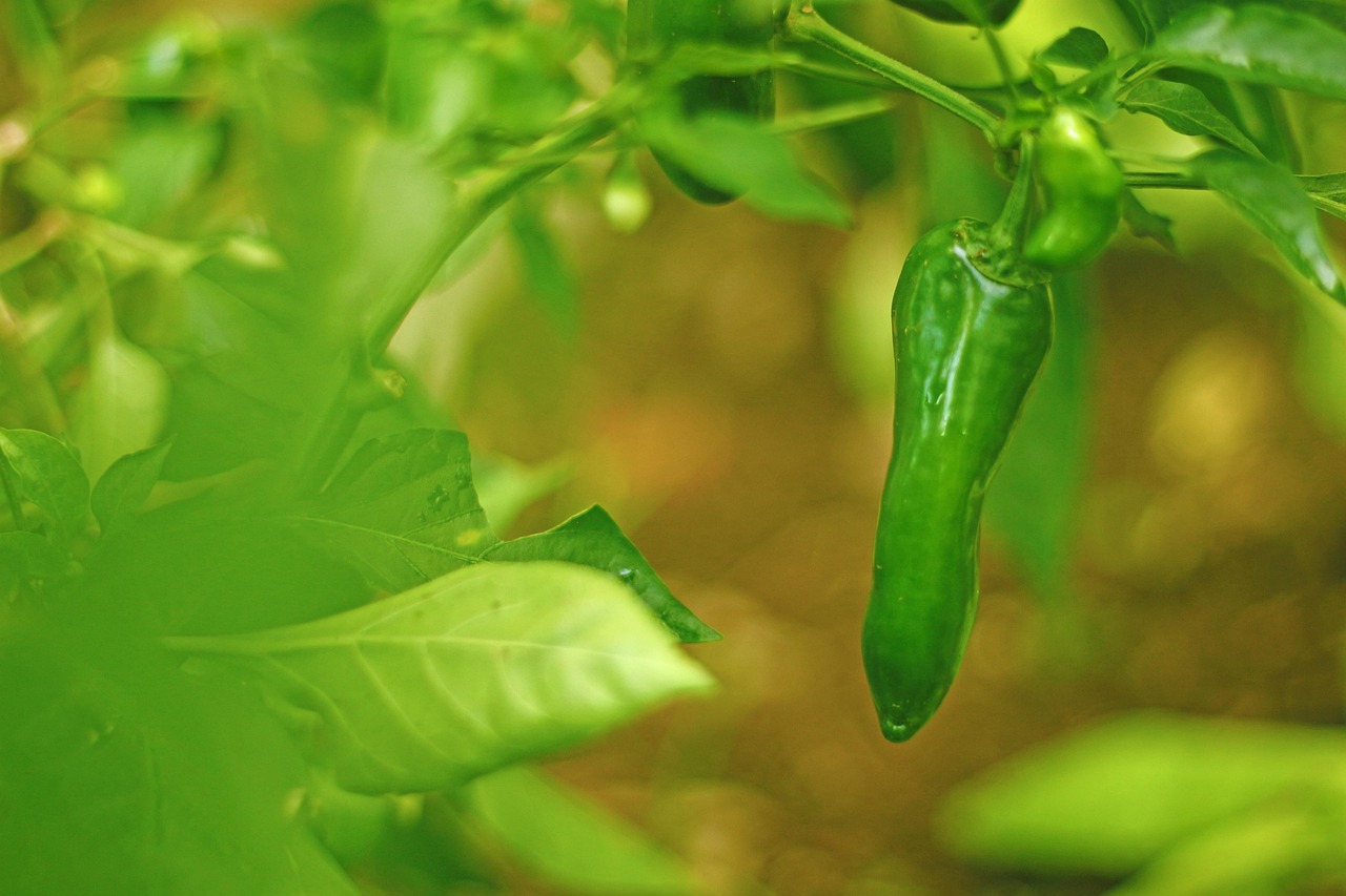 Tráfego orgânico: o que é e como aumentar de forma consistente - imagem 3