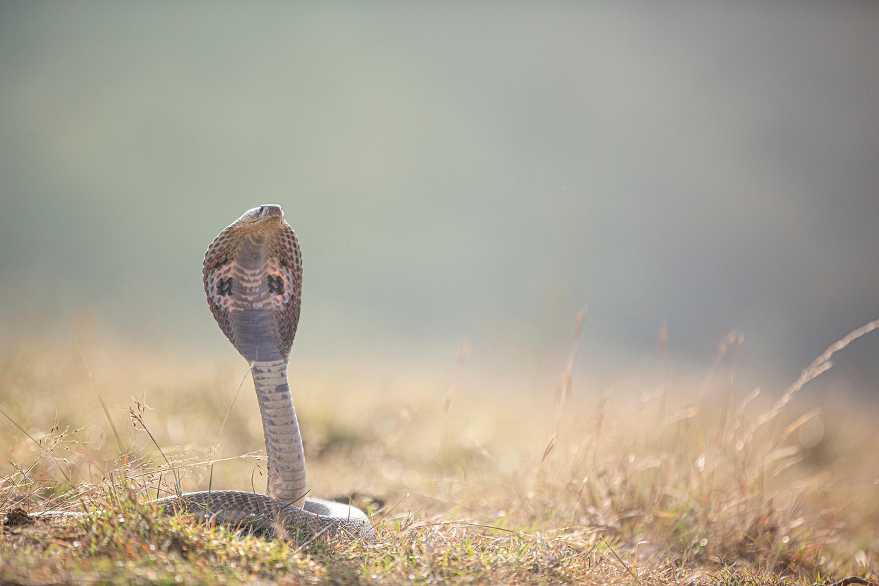 Quanto cobra um consultor de SEO em SP